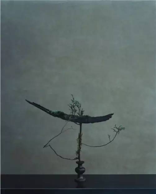 开到荼蘼花事了|川濑敏郎《一日一花》