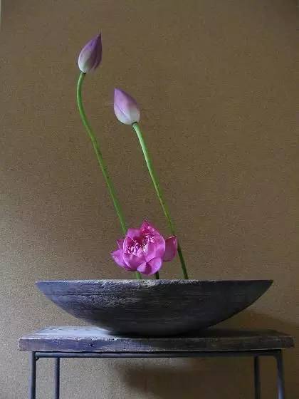 开到荼蘼花事了|川濑敏郎《一日一花》