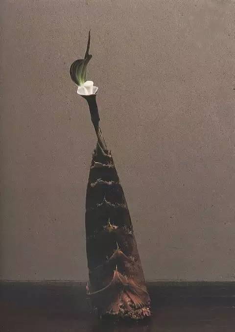 开到荼蘼花事了|川濑敏郎《一日一花》