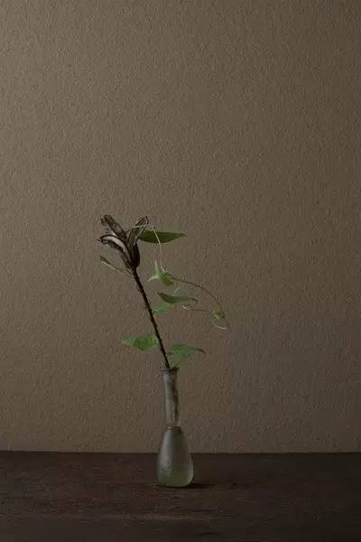 开到荼蘼花事了|川濑敏郎《一日一花》