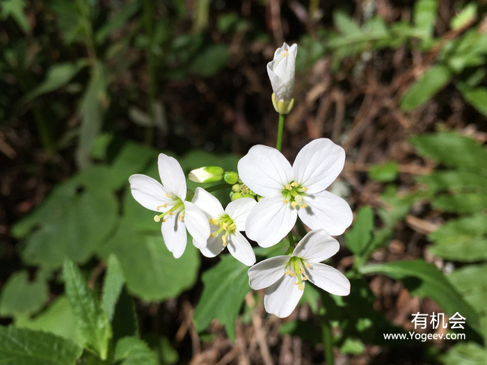 现实中的魔法森林,魔法森林教学课件