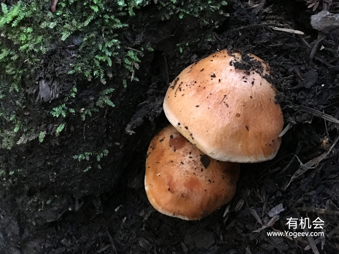 现实中的魔法森林,魔法森林教学课件