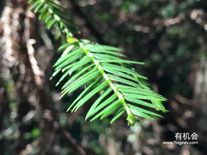 现实中的魔法森林,魔法森林教学课件