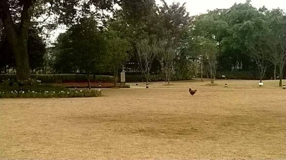 桂林香格里拉大酒店漓江厅,桂林漓江香格里拉大酒店