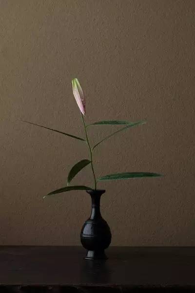 开到荼蘼花事了|川濑敏郎《一日一花》