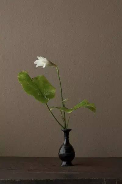 开到荼蘼花事了|川濑敏郎《一日一花》