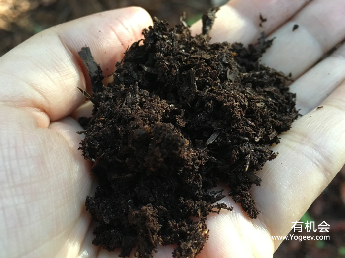 现实中的魔法森林,魔法森林教学课件