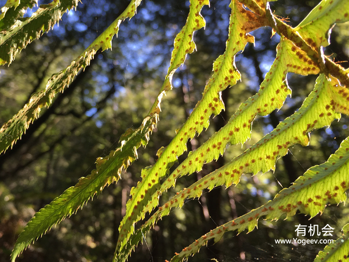 现实中的魔法森林,魔法森林教学课件