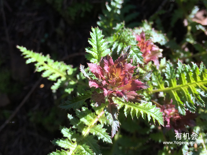 现实中的魔法森林,魔法森林教学课件