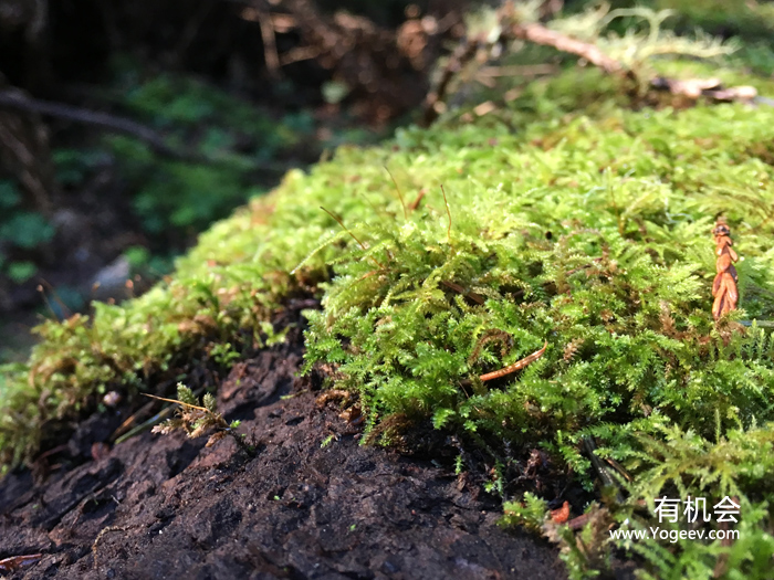 现实中的魔法森林,魔法森林教学课件