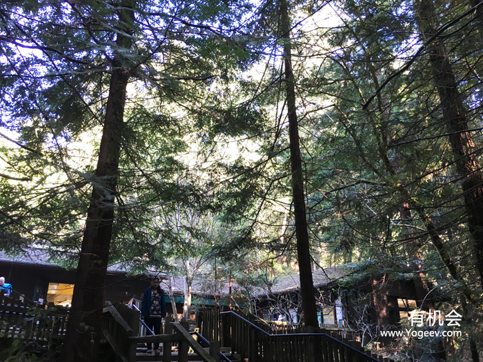 现实中的魔法森林,魔法森林教学课件