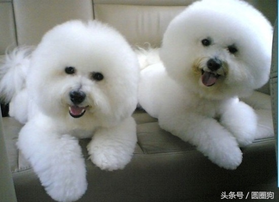 名犬比熊犬价格,世界名犬泰迪犬