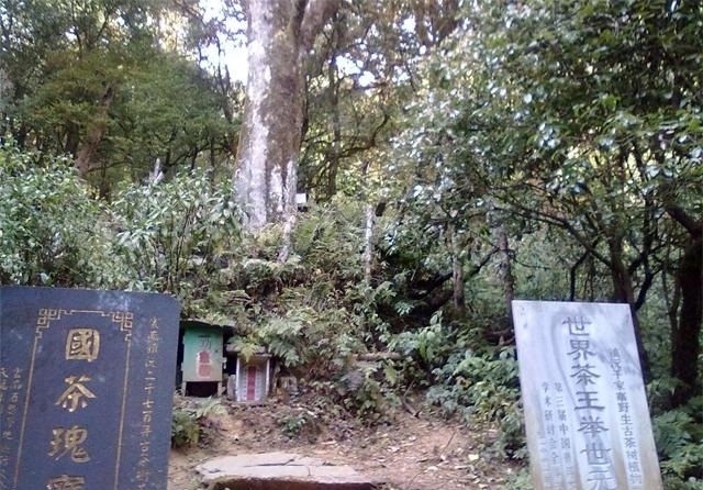 云南普洱茶古茶树年龄界定,普洱茶最老茶树排名榜