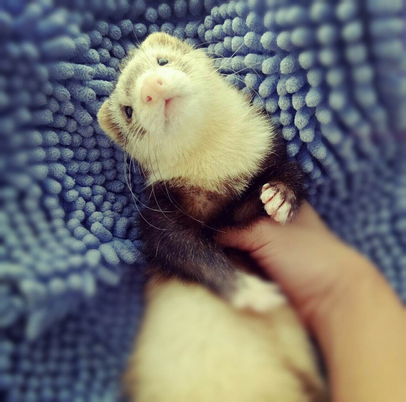 适合小白养的宠物貂,什么宠物貂品种好养