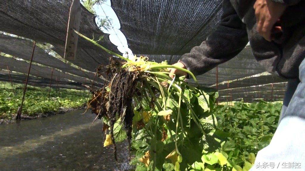 刺身中山葵酱好还是芥末好,山葵酱和芥末的区别是什么