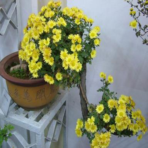 这些花不仅好看还可以做药材？一物多用，第8个还可以治高血压！