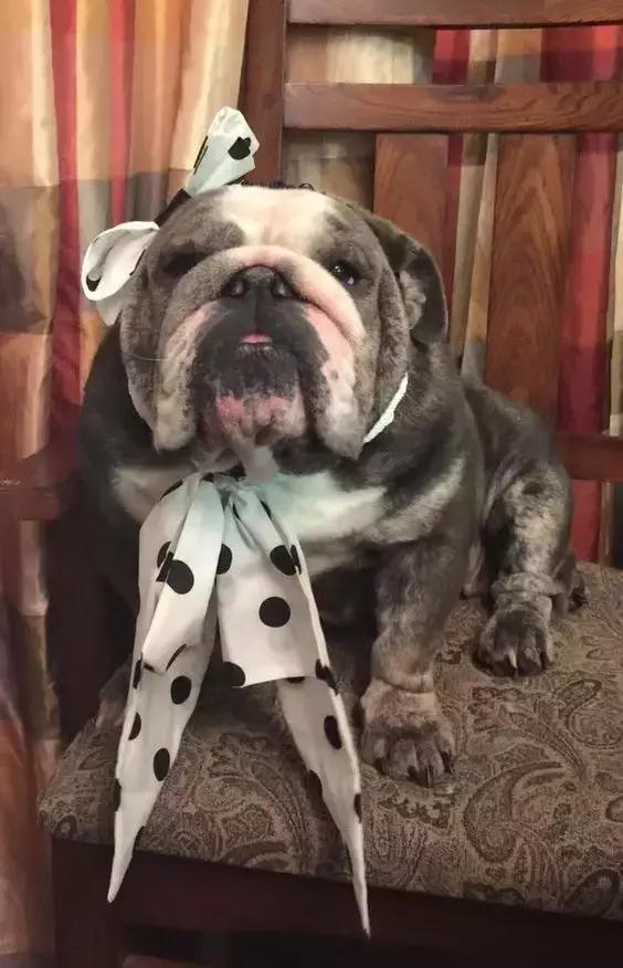 英牛适合在室内养吗,英牛到底好不好养