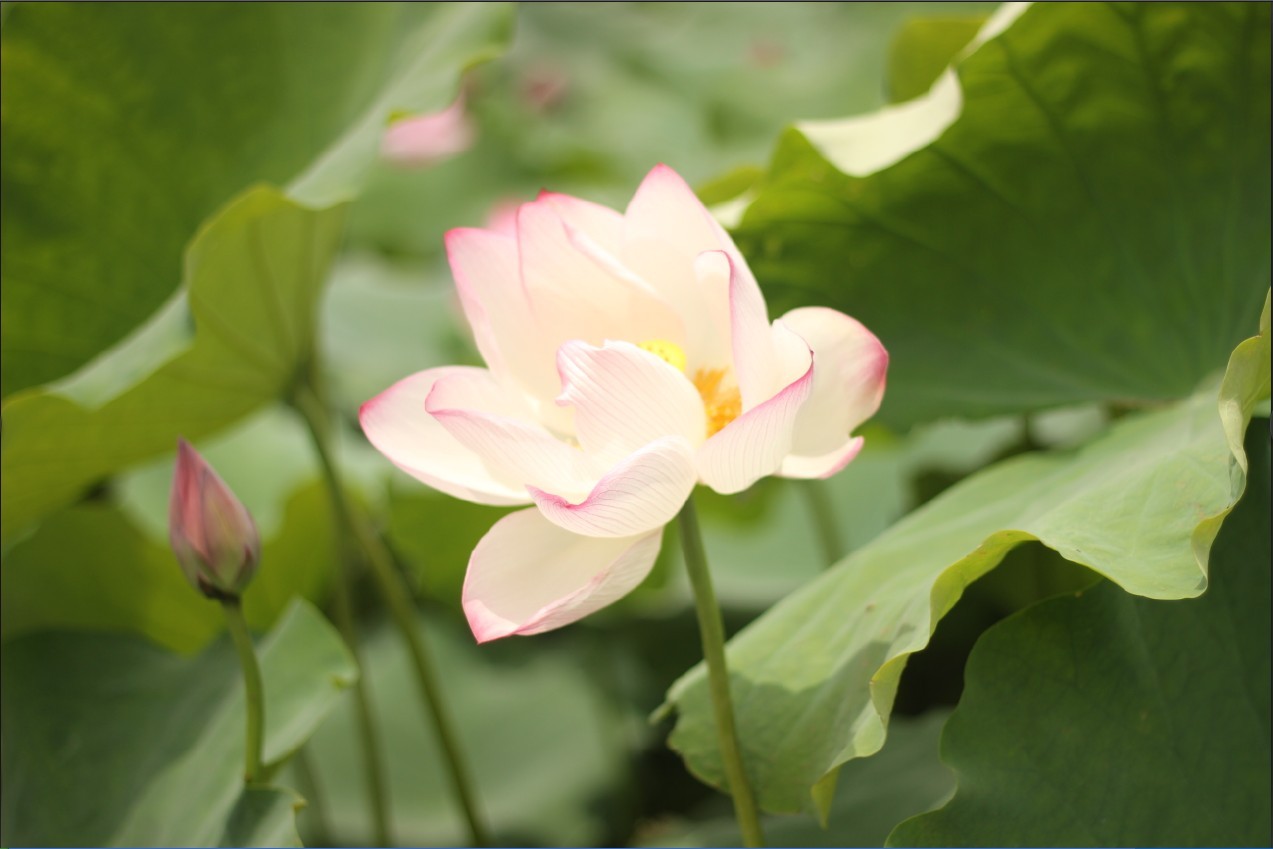 诗词远看山有色近听水无声,远看山有色近听水无声是哪首诗