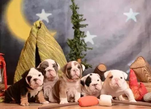 本山大叔赵本山,本山大叔和一猫一狗