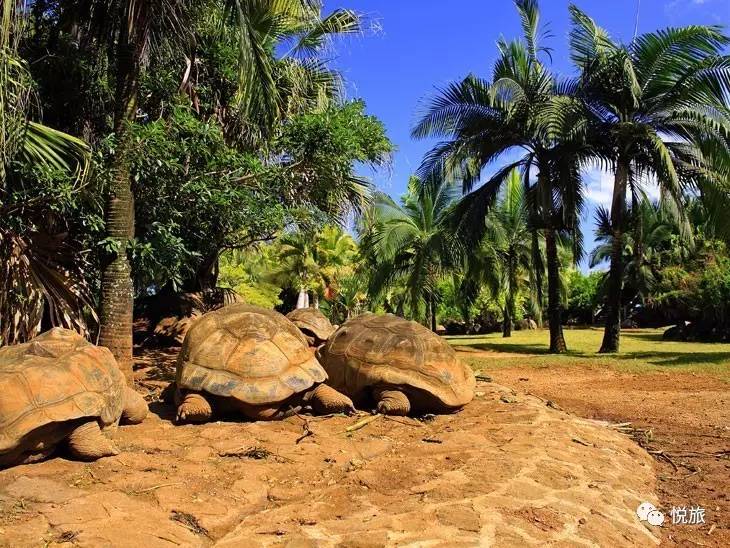 毛里求斯免签,毛里求斯在中国免签停留时间