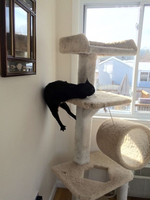 为什么猫咪会喜欢猫薄荷,为什么猫咪喜欢薄荷鱼