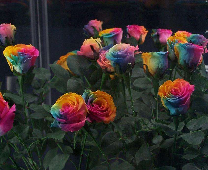 玫瑰精油为什么那么贵,一千克纯玫瑰精油价格