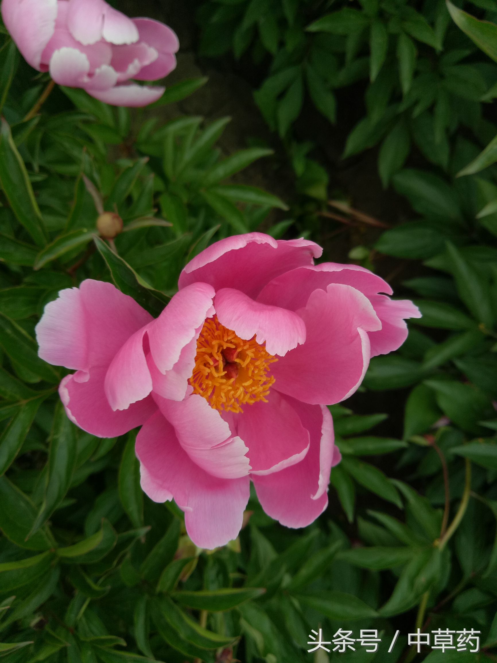 “花中皇后”芍药，不但“貌美”，入药还可养血调经、平肝止痛