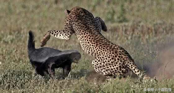 蜜獾（平头哥）能称雄大非洲与它这5点优势分不开！