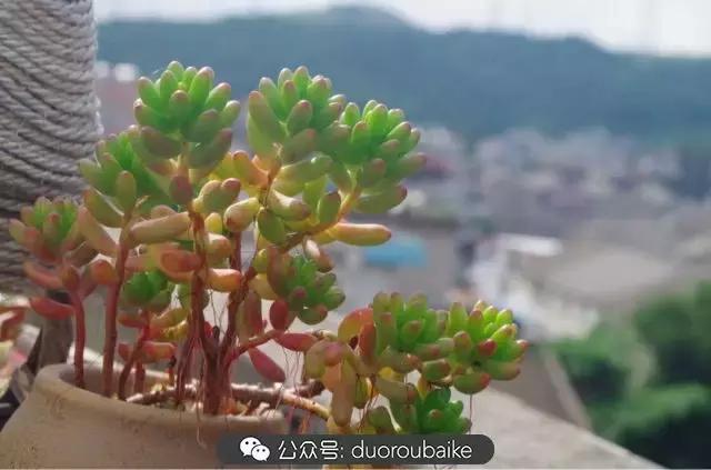 大浙江的多肉也来拉仇恨咯！即使淋雨也不褪色！我有妙招！