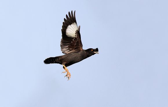 八哥鸟怎么养才能亲近人,养了一年的八哥鸟会怎样