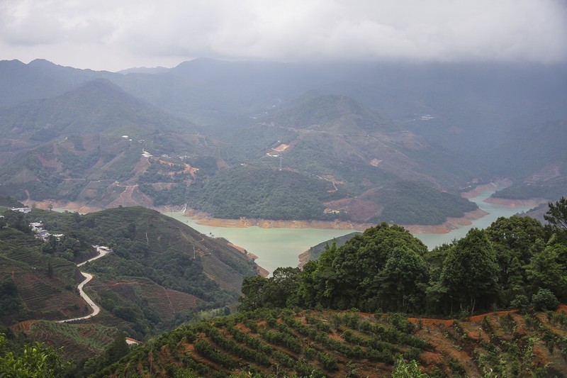 单丛茶潮州,中茶大潮汕单丛