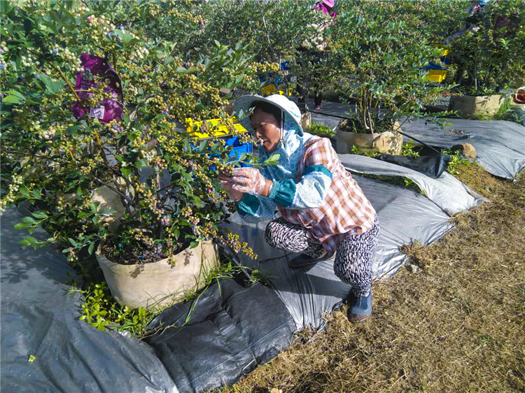 蓝莓有草味是不是坏了,蓝莓有核的是假的吗