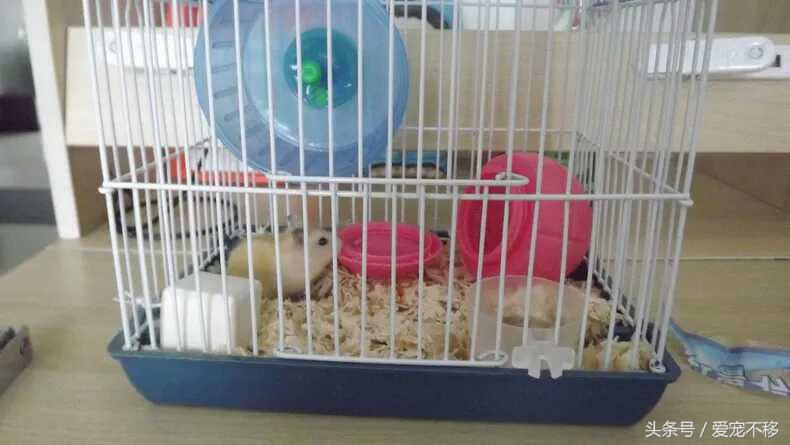 可爱萌哒哒的小仓鼠,萌哒哒的可爱的小仓鼠