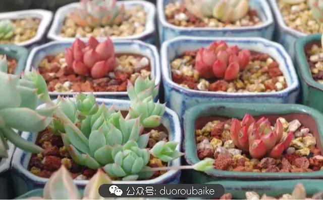 大浙江的多肉也来拉仇恨咯！即使淋雨也不褪色！我有妙招！