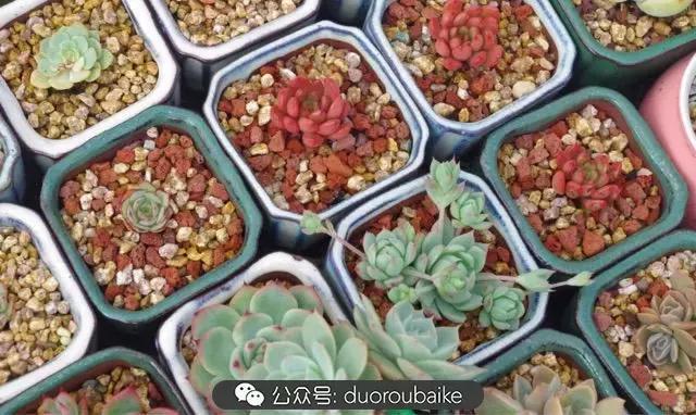 大浙江的多肉也来拉仇恨咯！即使淋雨也不褪色！我有妙招！