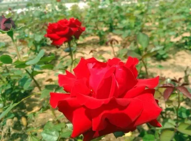 “辽宁高招指南”探秘绿岛，遇见你是我最美丽的意外！