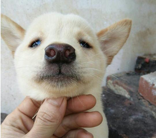 土狗的智商为什么最低,土狗智商其实很高的