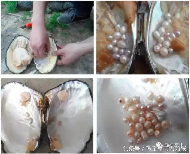 真正的野生珍珠图片,野生珍珠贵吗