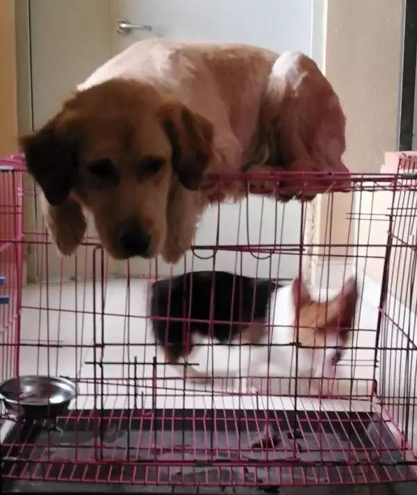 狗狗成精了有多厉害简直不敢相信,狗狗成精厉害简直不敢相信