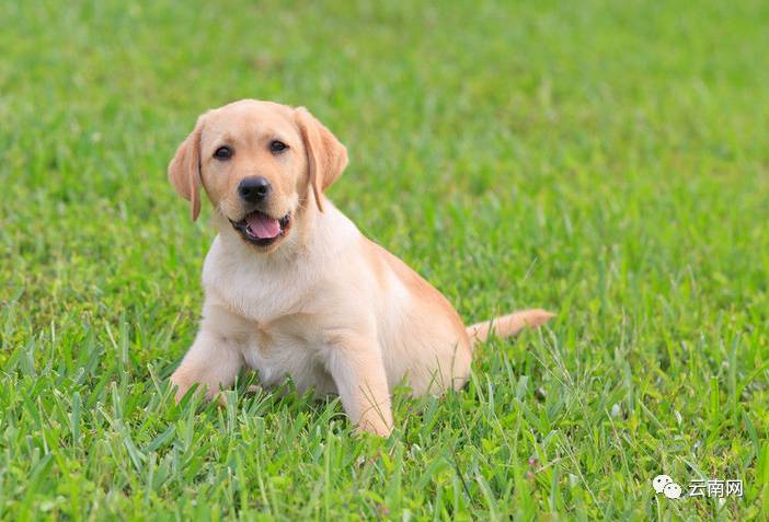 昆明买到星期狗怎么处理,一千多买的狗病了可以起诉吗