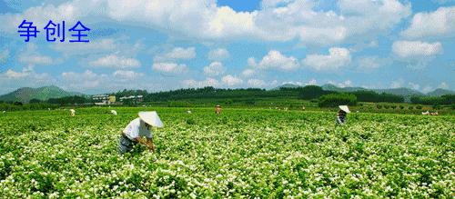 广西横县甜玉米种子,广西横县青桐甜玉米种
