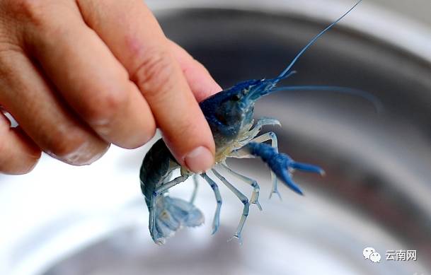 一男子喝了百草枯抢救27天死亡,小伙喝百草枯吐血纪录片