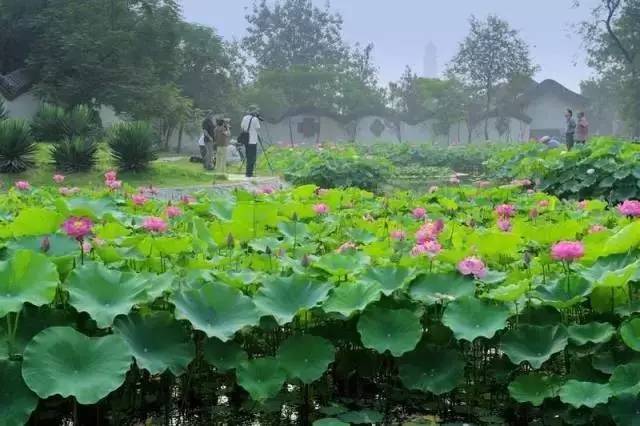 郑州哪的荷花开得比较好,郑州荷花观赏区