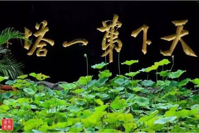 郑州哪的荷花开得比较好,郑州荷花观赏区