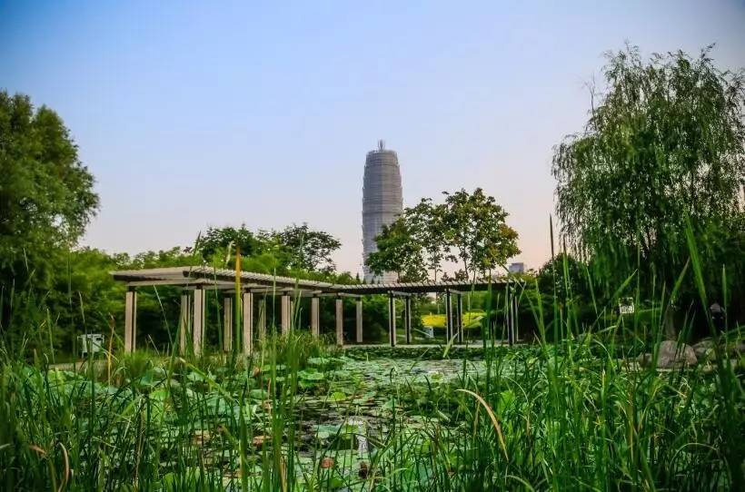 郑州哪的荷花开得比较好,郑州荷花观赏区