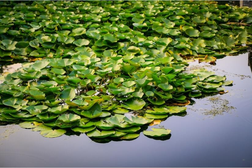 郑州哪的荷花开得比较好,郑州荷花观赏区