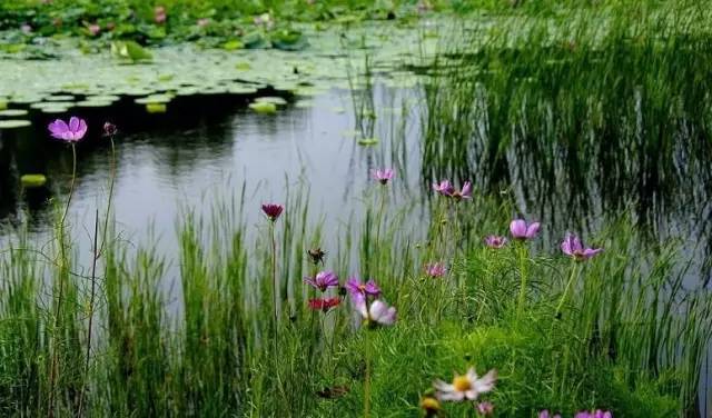 郑州哪的荷花开得比较好,郑州荷花观赏区
