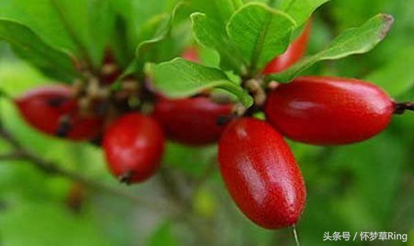 三亚必吃的十大水果排名,海南三亚最爱吃的水果