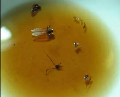 别被可乐骗了，老婆拿它这么用，家里干净卫生，实用又省钱！