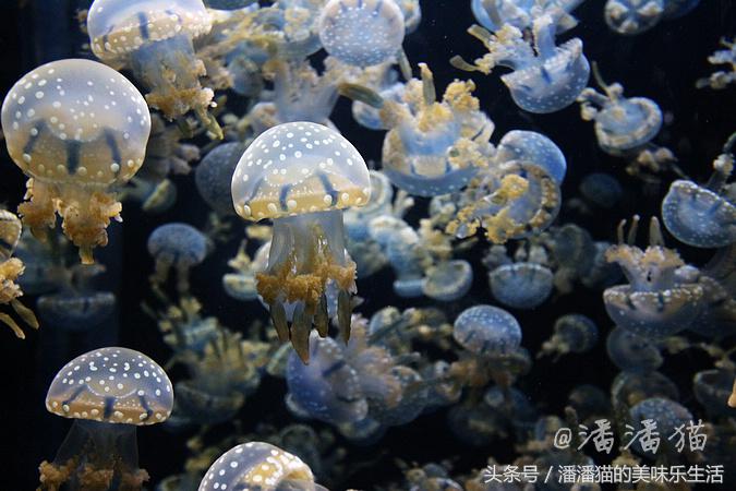 新加坡圣淘沙一日游路线图,新加坡圣淘沙游玩攻略费用